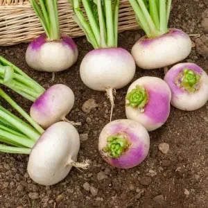 Navet-Légume de Milan Rouge Extra Hâtif à Châssis - BIO