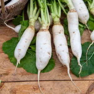 Navet-Légume Demi-Long de Croissy