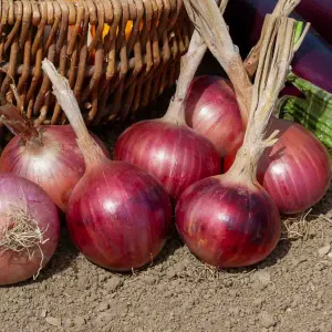 Oignon Rouge Morada de Amposta - Cuisine du Monde