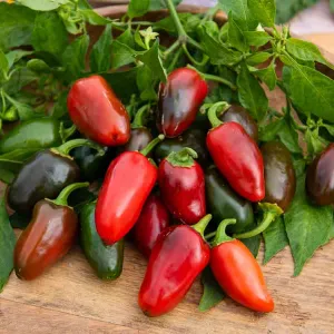 Piment Jalapeño - Cuisine du Monde
