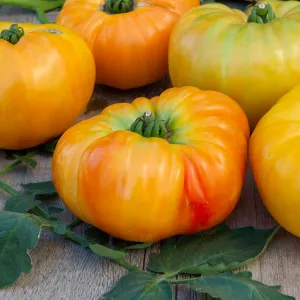 Tomate Ananas - Légumes d'Autrefois