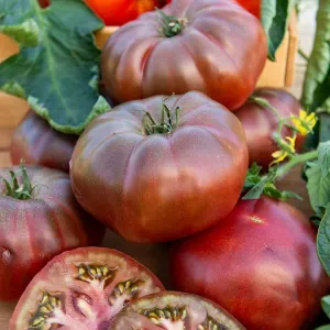 Tomate Noire de Crimée - Légumes d'Autrefois