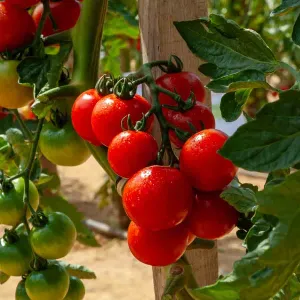 Tomate Harmony HF1 - Graines d'Exception