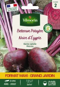 Betterave Potagère Noire Plate d'Egypte - Grand Modèle