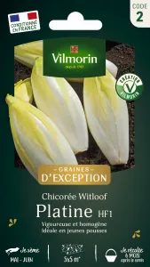 Chicorée Witloof Platine (type Bruxelles) - Graines d'Exception