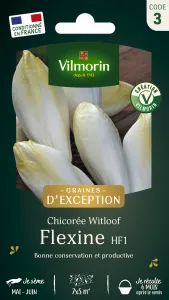Chicorée Witloof (endive) Flexine HF1