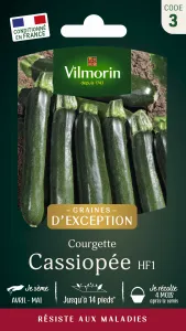 Courgette Cassiopée HF1 - Graines d'Exception