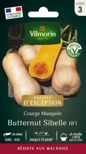 Courge Musquée Butternut Sibelle - Graines d'Exception