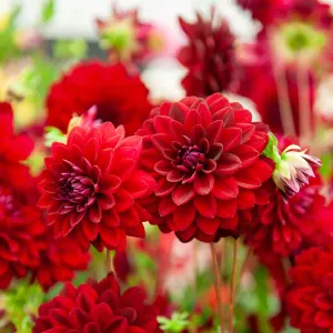 Dahlia Décoratif Arabian night (x1)
