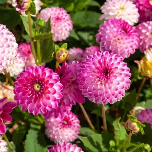Dahlia Décoratif nain Pink Isa (x1)
