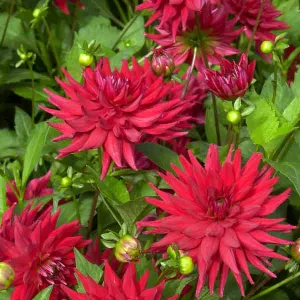 Dahlia Cactus nain Red Pigmy (x1)