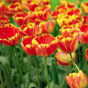 Tulipe Banja Luka (x8)