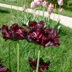 Tulipe Black Parrot (x8)