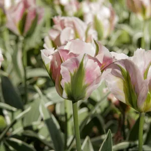 Tulipe Viridiflora China Town (x8)