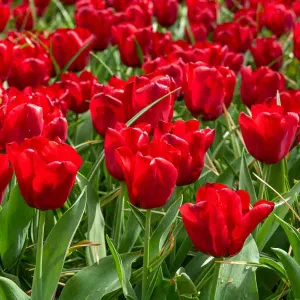 Tulipe Triomphe Seadov (x8)