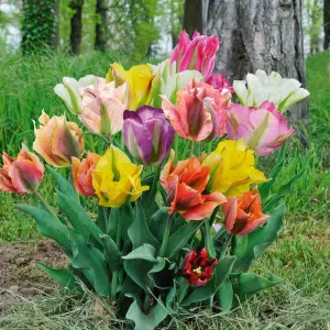 Tulipe Viridiflora Viridiflora en Mélange (x8)