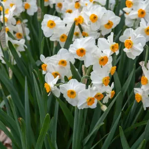 Narcisse Tazetta Geranium (x5)