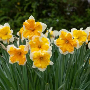 Narcisse Orangery (x5)