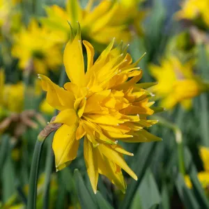 Narcisse Rip Van Winkle (x8)