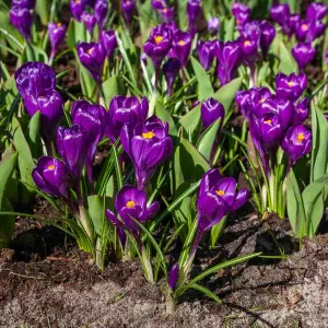 Crocus Flower Record (x12)