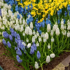 Muscari en Mélange (x40)