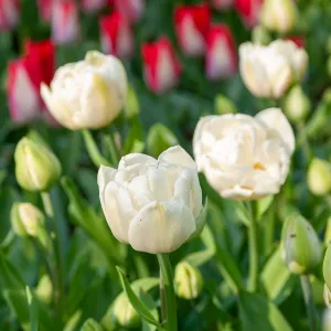 Tulipe Mount Tacoma (x8)