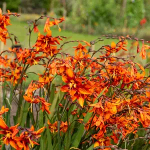Montbrétia Crocosmia Emily McKenzie (x10)