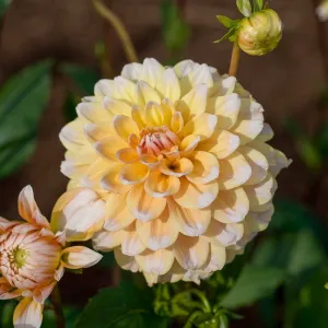 Dahlia Décoratif Seattle (x1)