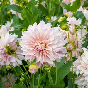 Dahlia décoratif à fleur géante Café au lait XXL (x1)