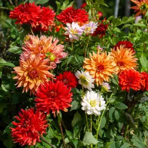 Dahlia décoratif en Mélange (x5)