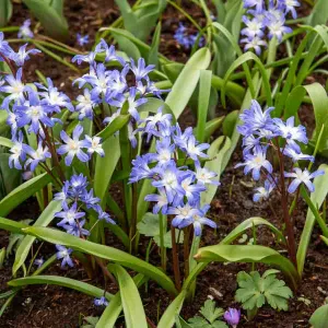 Chionodoxa Luciliae (x25)