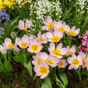 Tulipe Lilac Wonder (x10)