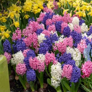 Jacinthe Pastel en Mélange (x8)