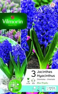 Jacinthe Blue Trophy (x3)
