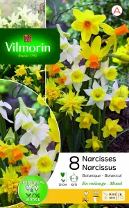 Narcisse Botanique en Mélange (x8)