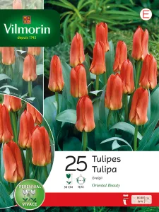 Tulipe Oriental Beauty (x25)