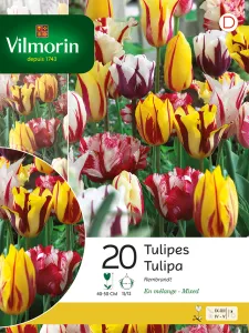 Tulipe Rembrandt en Mélange (x20)