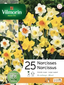 Narcisse Grande Fleur en Mélange (x25)
