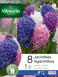 Jacinthe Orientale en Mélange (x8)