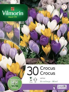 Crocus Vernus En Mélange (x30)