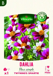 Dahlia Fleur Simple Twyning's Smartie (x1)