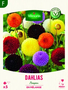 Dahlia Pompon en Mélange (x5)