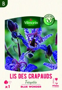 Lis des Crapauds Tricytris Blue Wonder (x1)