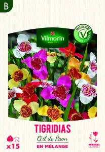 Tigridias Œil de Paon en Mélange (x15)