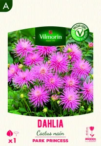 Dahlia Cactus nain Park Princess (x1)