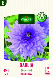 Dahlia Décoratif Blue boy (x1)