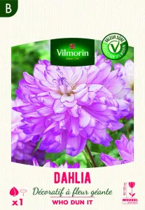 Dahlia décoratif à fleur géante Who Dun It XXL (x1)
