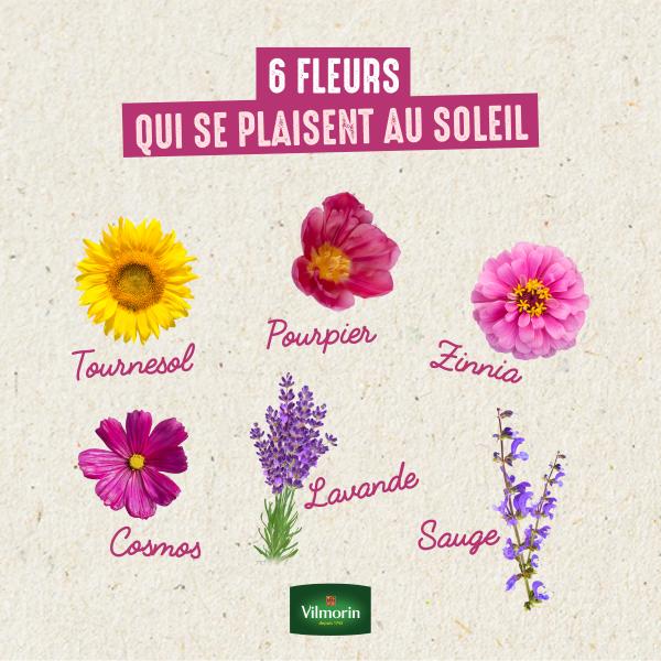 Fleurs - Pourpier Simple Varié - image