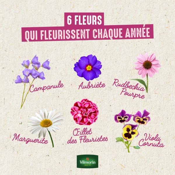 Fleurs - Aubriète Variée - image