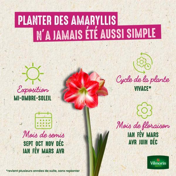 Bulbes à fleurs à planter à l'automne - Amaryllis Hippeastrum Strié (x1) - image